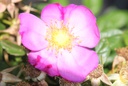 RORJALIC_20250710114235.JPG