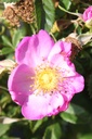 RORJALIC_20250710114241.JPG