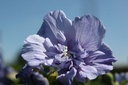 HISBCHIF_20250711161232.JPG