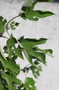 BRPAPYRI_20250711142011.JPG