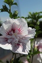 HISSCHIF_20250711160838.JPG
