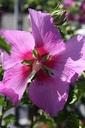 HISRMOON_20250711162521.JPG
