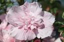 HISPCHIF_20250711161041.JPG