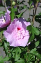 HISLCHIF_20250711162317.JPG
