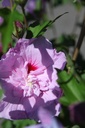 HISLCHIF_20250711162312.JPG