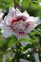 HISSCHIF_20250711160844.JPG
