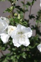 HISWCHIF_20250711160526.JPG