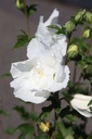 HISWCHIF_20250711160531.JPG