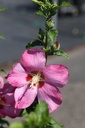 HISWOODB_20250711162909.JPG