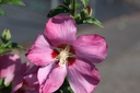 HISWOODB_20250711162912.JPG