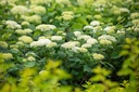 HYAFLOWE_20220628110336.jpg
