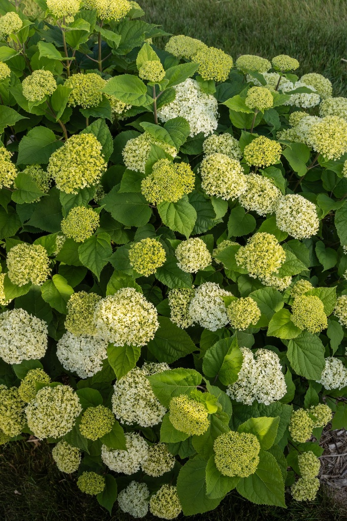 HYAFLOWE_20230621202028.jpg