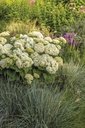 HYAFLOWE_20250714080215.jpg