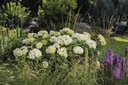 HYAFLOWE_20250714080216.jpg