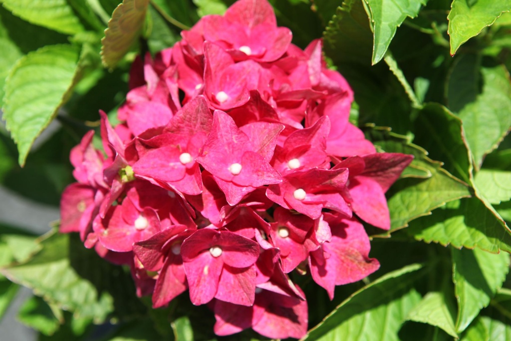 HYMAGSHA_20250711120130.JPG