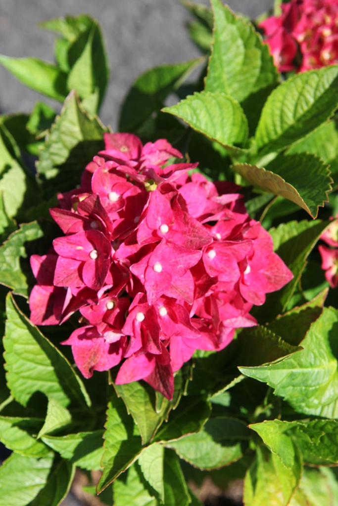HYMAGSHA_20250711120131.JPG