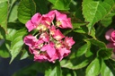 HYMALPEN_20250711115408.JPG