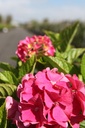 HYMALPEN_20250711115418.JPG
