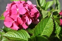 HYMALPEN_20250711115436.JPG