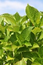 HYMAYESH_20250711141746.JPG