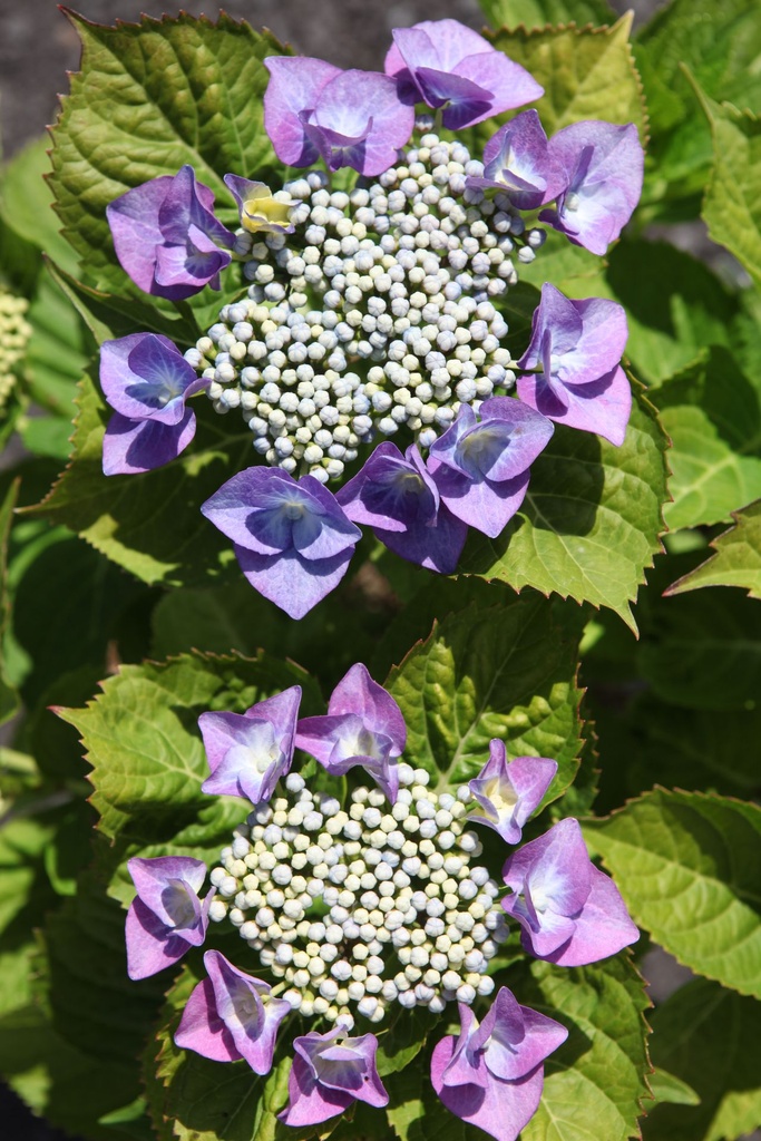 HYMBLAUM_20250711115653.JPG