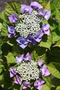 HYMBLAUM_20250711115653.JPG