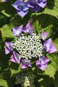 HYMBLAUM_20250711115656.JPG