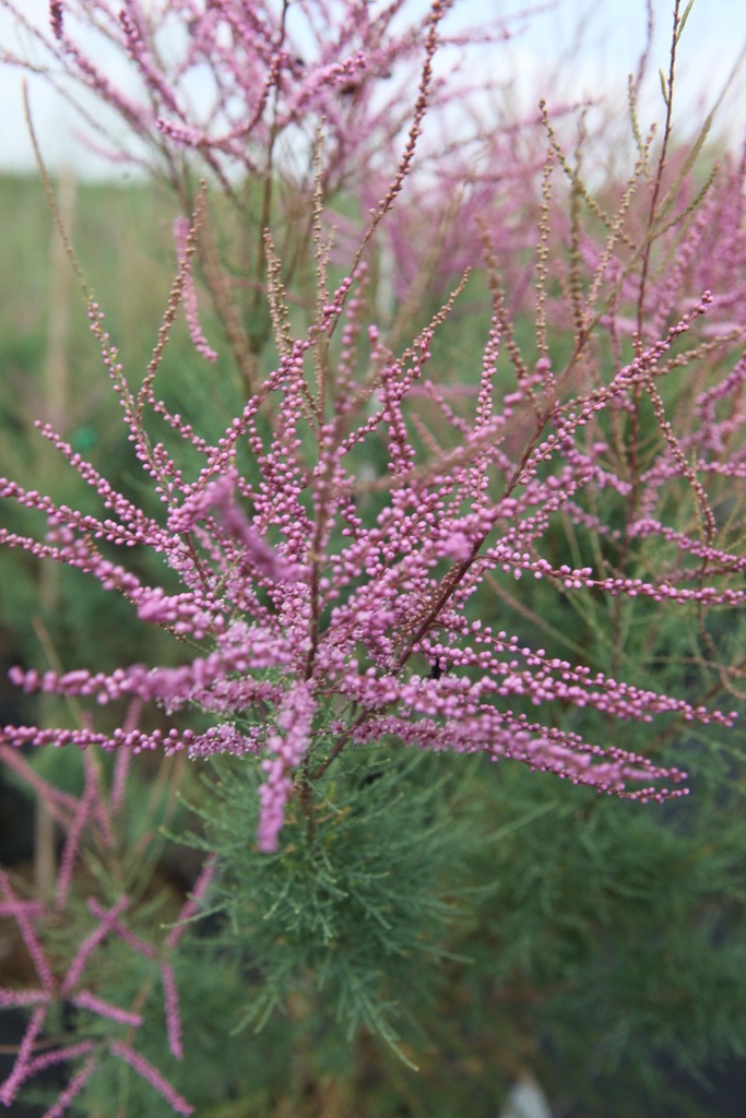 TARRUBRA_20250714114734.JPG
