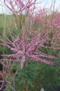 TARRUBRA_20250714114734.JPG