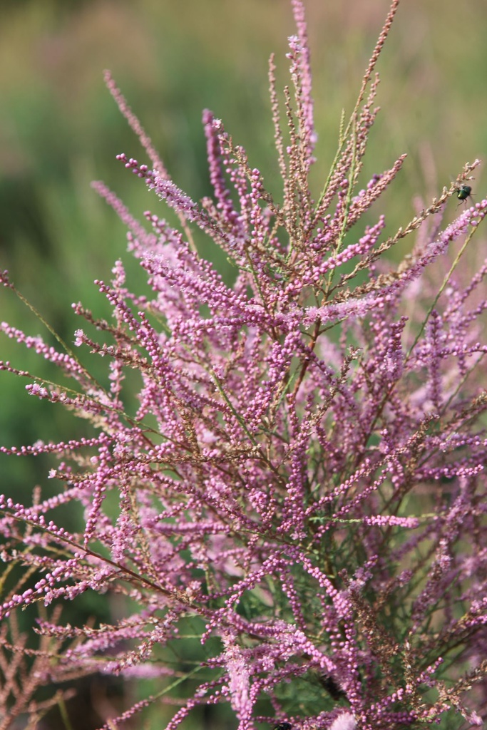 TARRUBRA_20250714114758.JPG