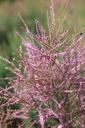 TARRUBRA_20250714114758.JPG