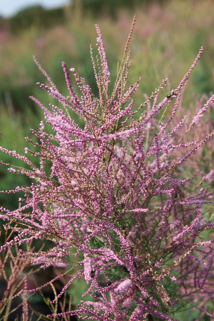 TARRUBRA_20250714114759.JPG
