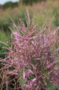 TARRUBRA_20250714114759.JPG