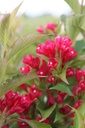 WEASRED_20250714152756.JPG
