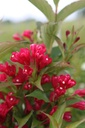 WEASRED_20250714152759.JPG
