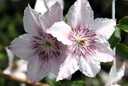 CLPFANTA_20250714103655.JPG