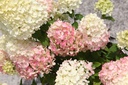 HYPLLIME_20250714140527.JPG