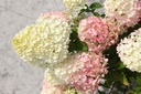HYPLLIME_20250714140528.JPG