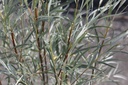 SAEXIGUA_20250714115014.JPG