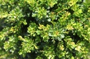 BETKOBOL_20250715094856.JPG