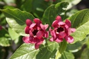 CAAPHROD_20250715090410.JPG