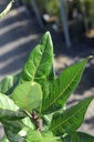 CHVIRGIN_20250715090838.JPG