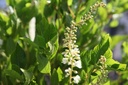 CLAVSPIC_20250715092618.JPG