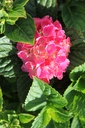 HYMRBARO_20250715085404.JPG