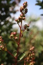 LAINETE_20250715144440.JPG