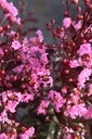 LAIRIPIN_20250715092031.JPG