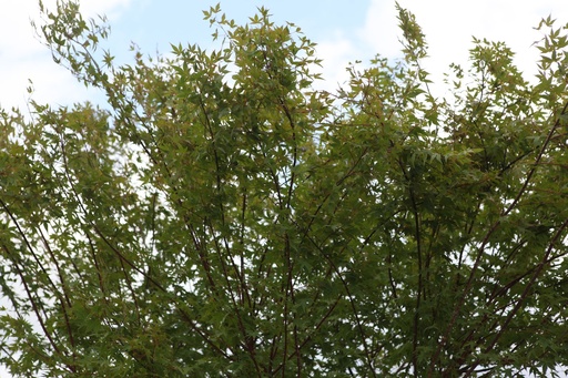 ACPALMAT_20250716110203.JPG