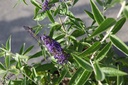 BUDABLUE_20250716084248.JPG