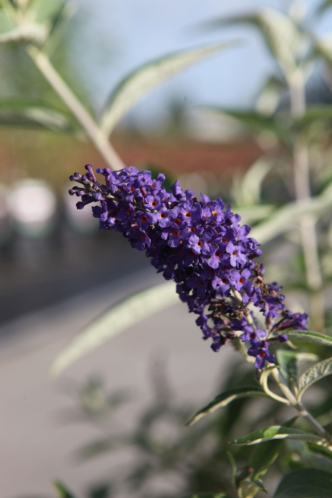 BUDABLUE_20250716084259.JPG