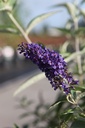 BUDABLUE_20250716084259.JPG